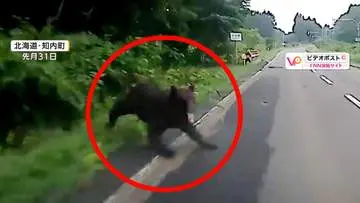 クマ まさか自分が…」飛び出してきたクマが口開き車“襲撃” バンパーに