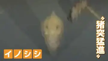 GSBIZニュース